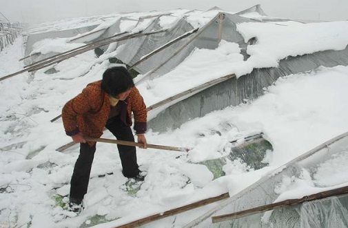 大雪壓垮鋼結(jié)構(gòu)廠房，眾多“二師兄”壯烈犧牲